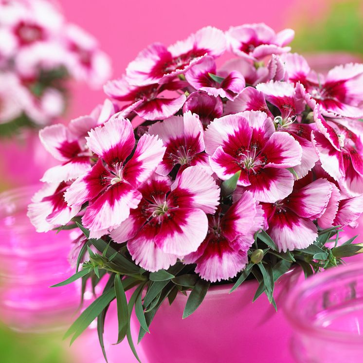 Dianthus 'Venti Parfait Crimson Eye'