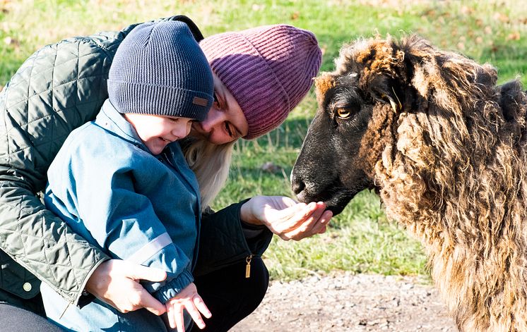 Barnens Bondgård i Skånes Djurpark