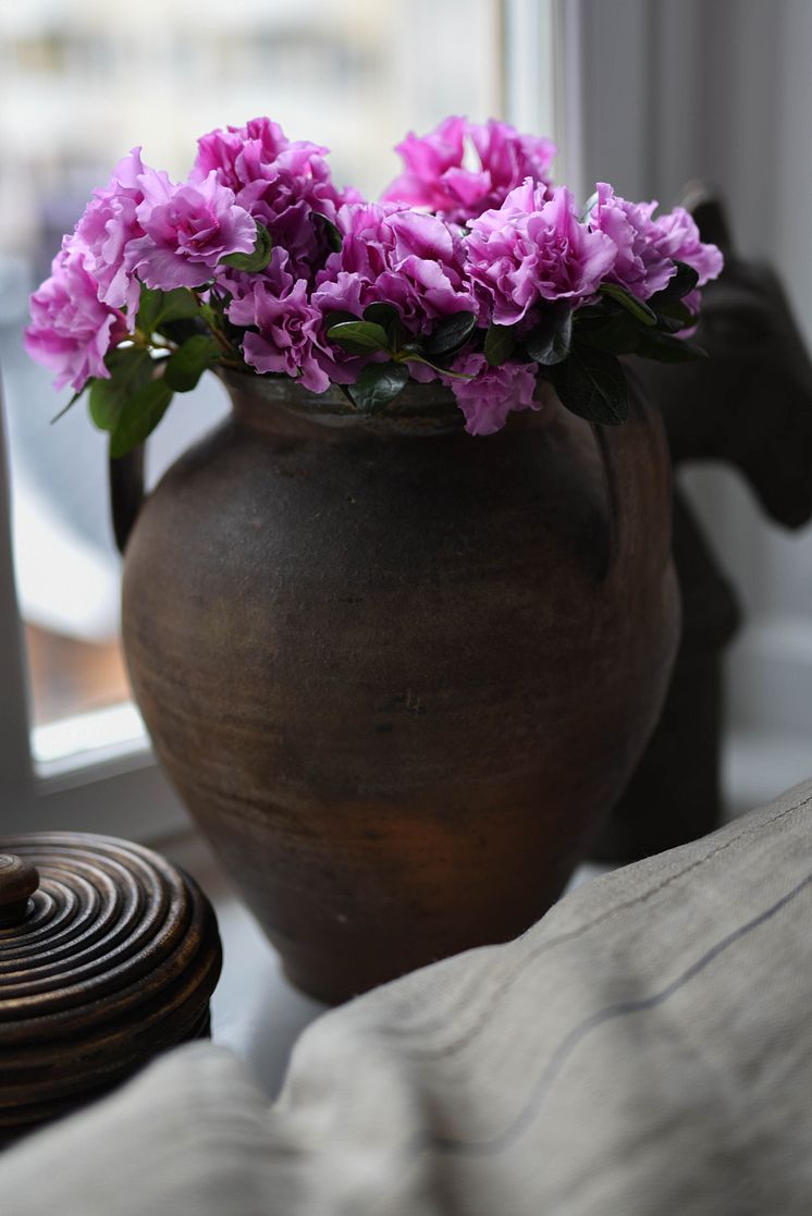 Azalea_vår_2025