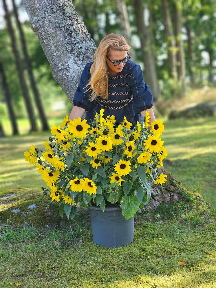 20240815_161352 kopiera Helianthus annuus - Sunfinity® Yellow Dark Center.jpg