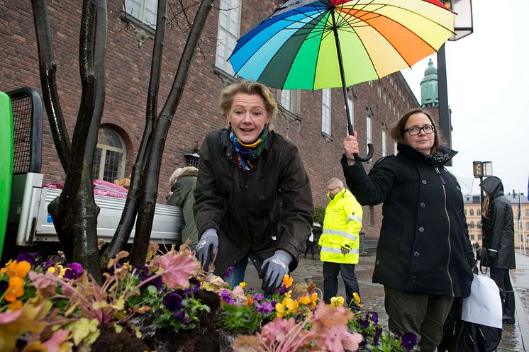 Trafikborgarrådet Ulla Hamilton (M) planterar de första blommorna i årets blomsterprogram