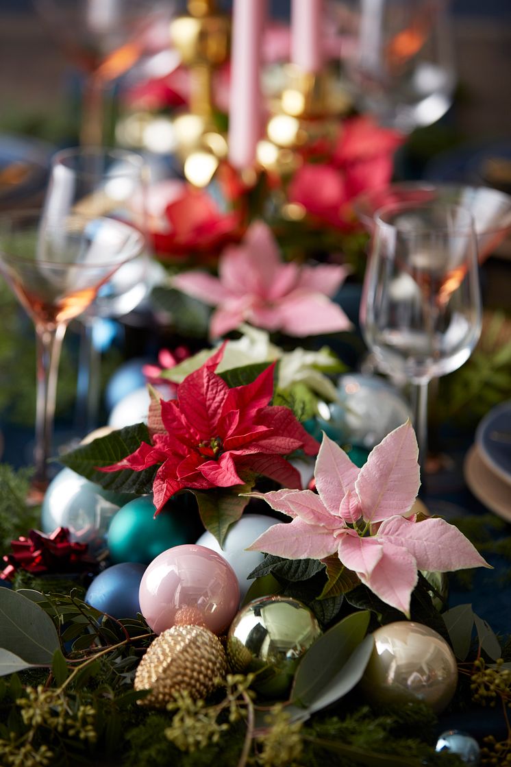 Adventsstämning med julstjärnor
