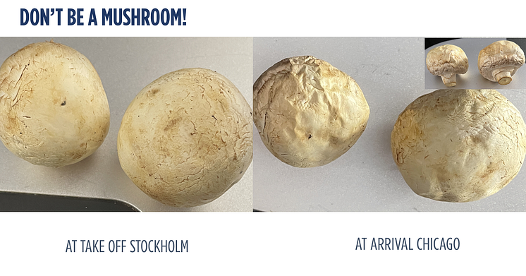 mushroom II