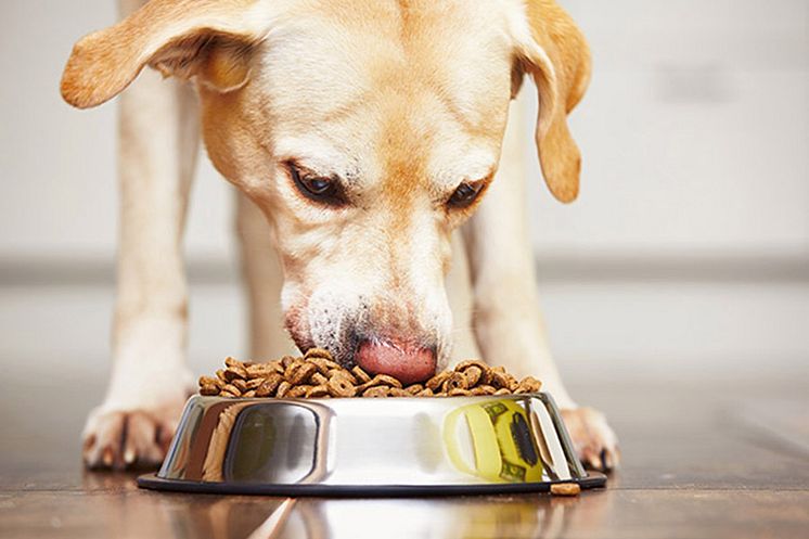 Hund_ater_MND_900_600