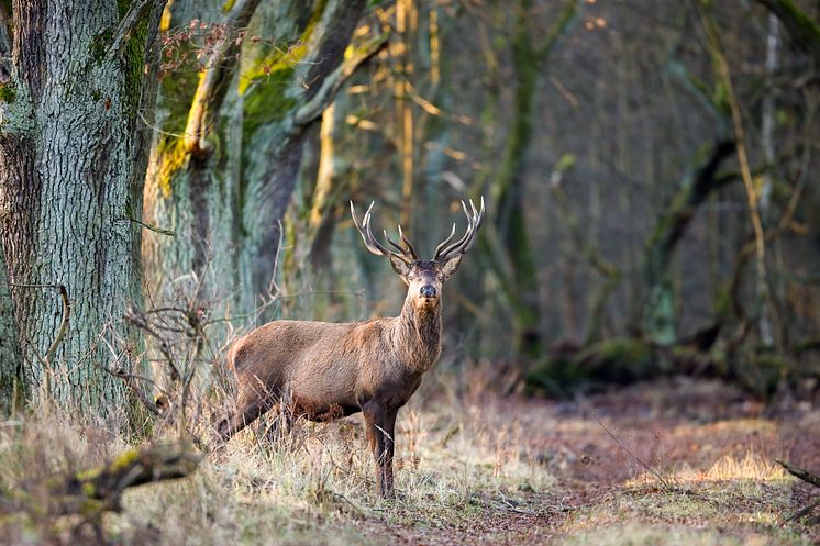 Rothirsch_Sielmanns_Naturlandschaft_Doeberitzer_Heide_Ingolf_Koenig.jpg
