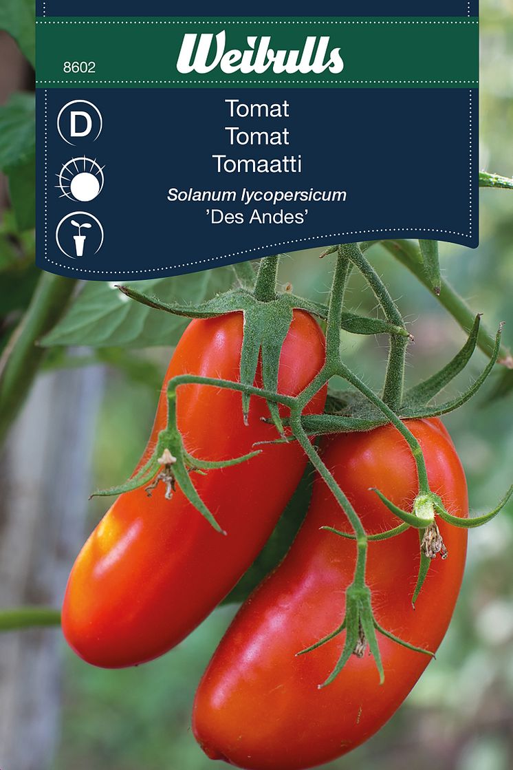 8602_tomat_des_andes.jpg