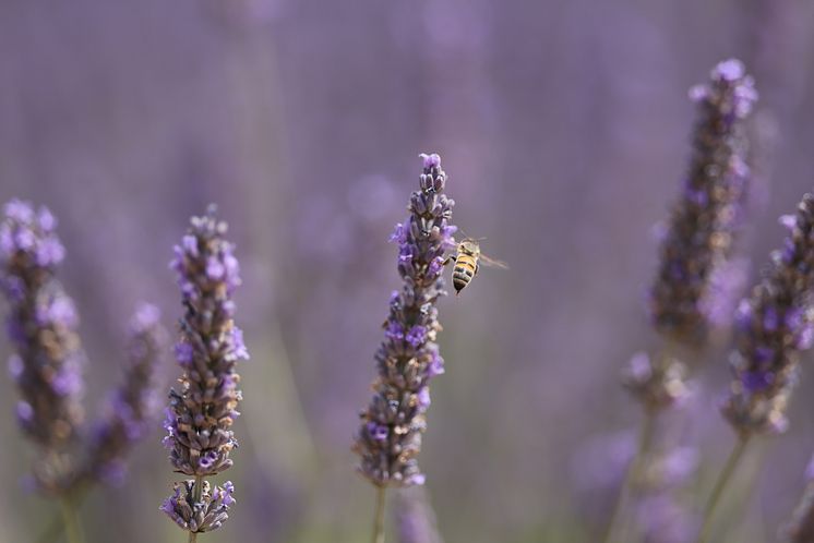 Canon RF 70-200mm F2.8L IS USM Z_CINC_0O6A0982_sample image[1][1].jpg