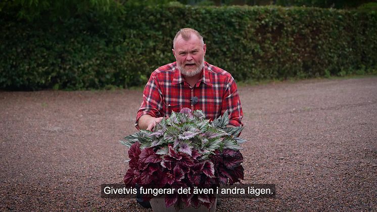 Trädgårdsmästaren_tipsar_bladbegonia_ute_16x9.mp4