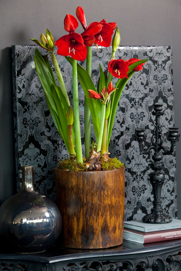 Röd amaryllis i kruka
