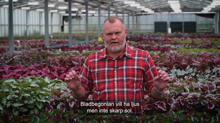 Trädgårdsmästaren tipsar bladbegonia 16x9.mp4