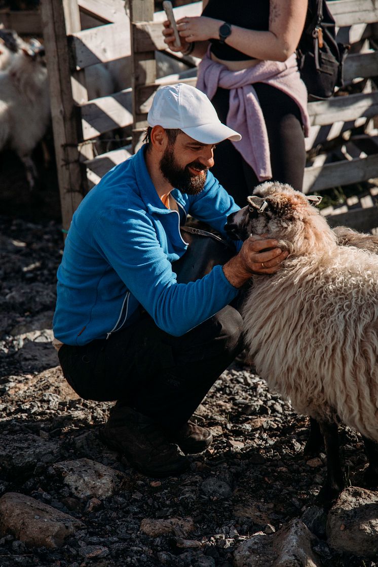 Wil Sheep Safari.jpg