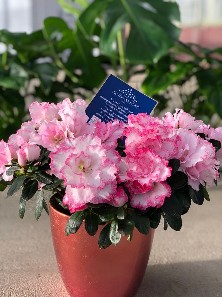 Azalea Hülsten Victoriafonden