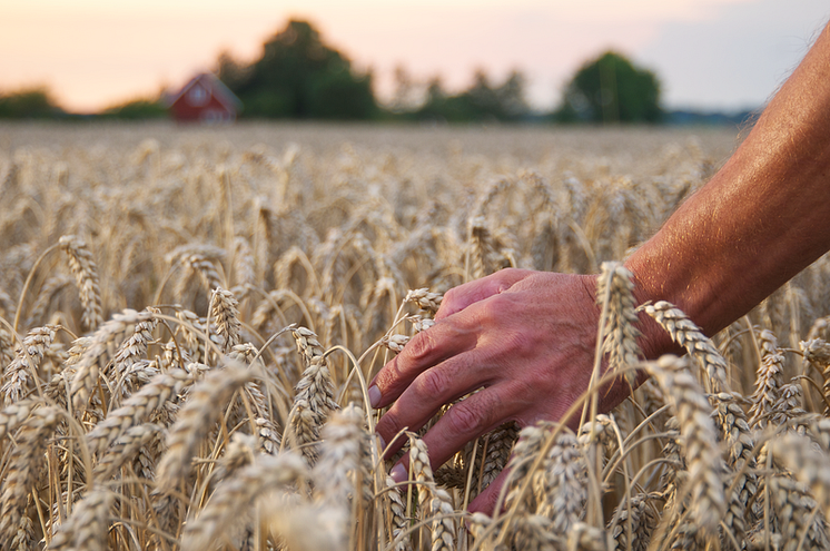 Absolut winter wheat.png