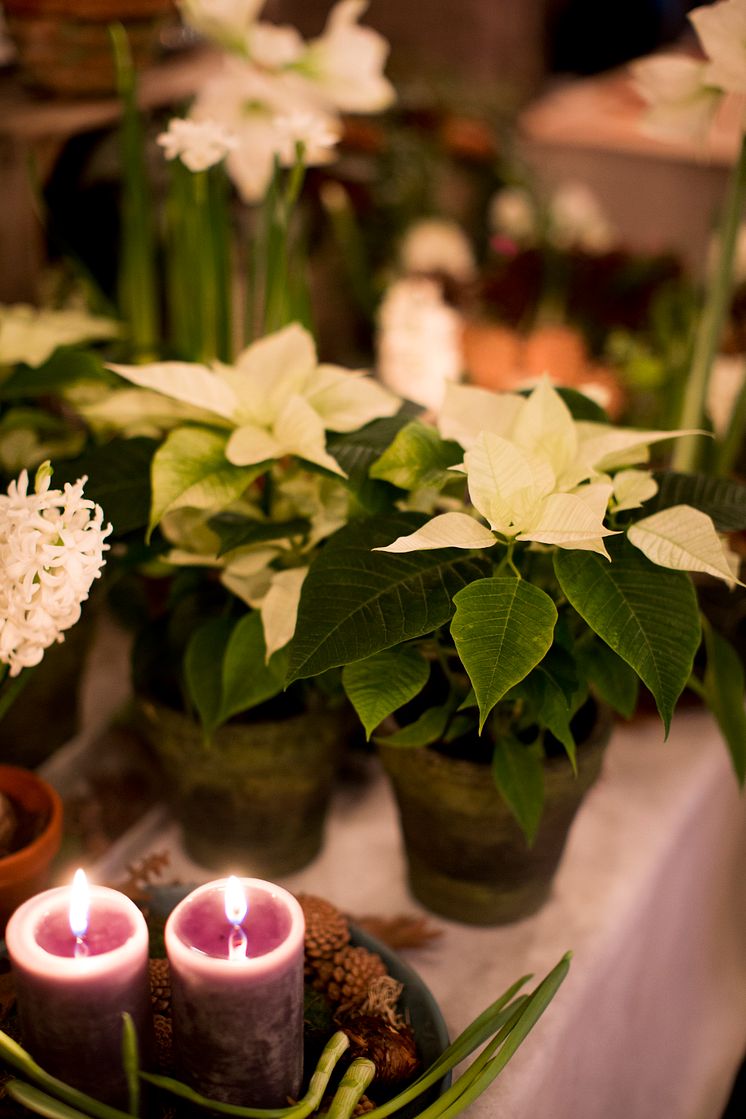 Vita julstjärnor lyser upp i advent