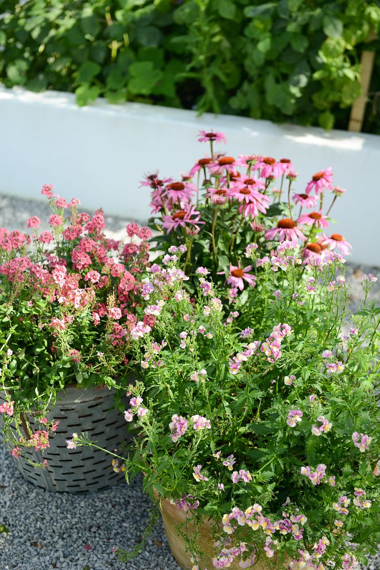 Sommarblommor i grupp_2024