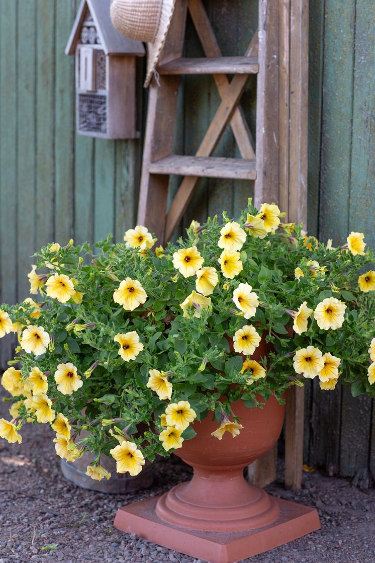Blomsterfrämjandet:Annika Christensen2.jpg