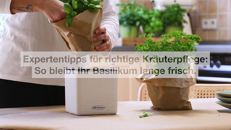 Video: Kräutergarten in der Küche – So bleibt Ihr Basilikum lange frisch
