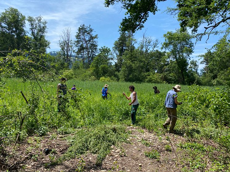 Lernende der Gartenbauschule Hünibach im Einsatz im Naturschutzgebiet