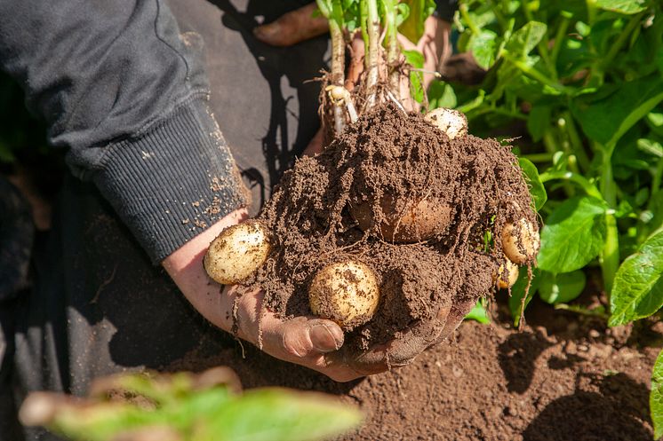 Potatis i fält_2024