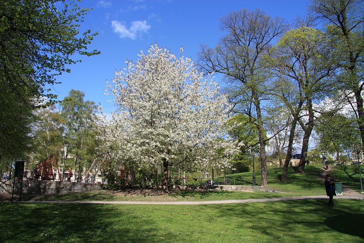 Blommande körsbärsträd i Humlegården