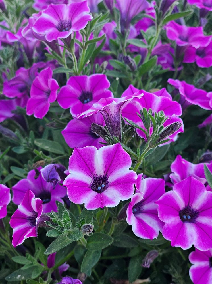 20240815_163555 kopiera Petunia hybrida - Dekko Pinwheel Purple.jpg