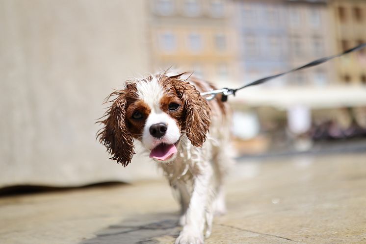Canon_RF 50mm F1.4L VCM_Feature_Snap_Poland_CINC Sample 30[1].jpg