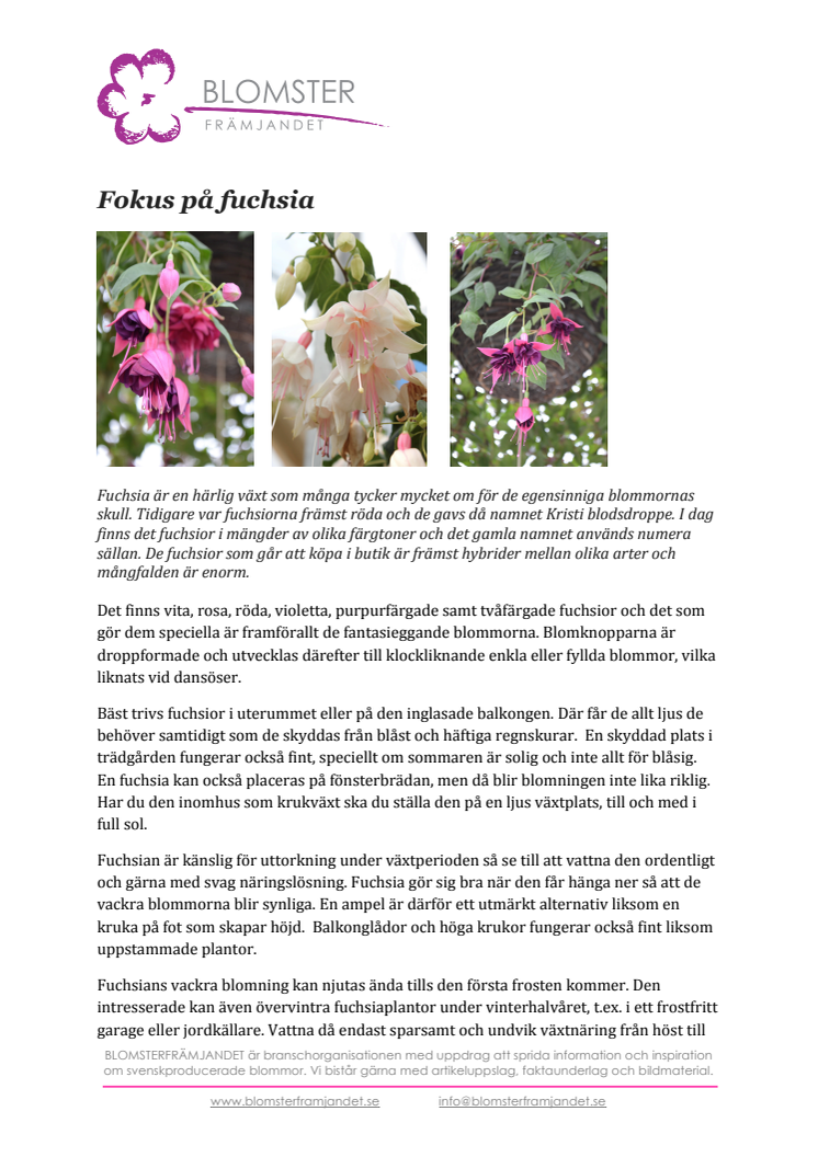 Fokus på fuchsia