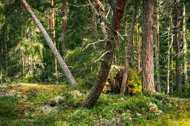 Gammelskog-4
