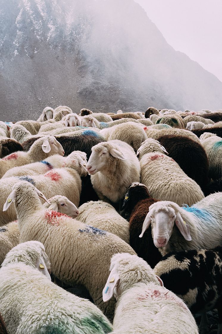 Formafantasma, Transhumance path in the Alps, 2023