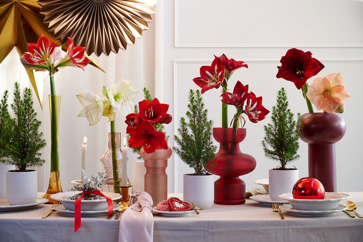 Amaryllis i vas.jpg