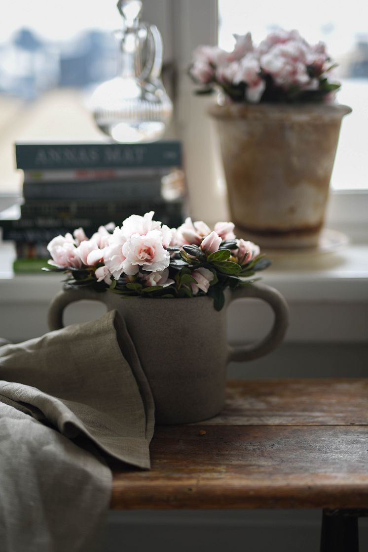 Azalea_vår_2025