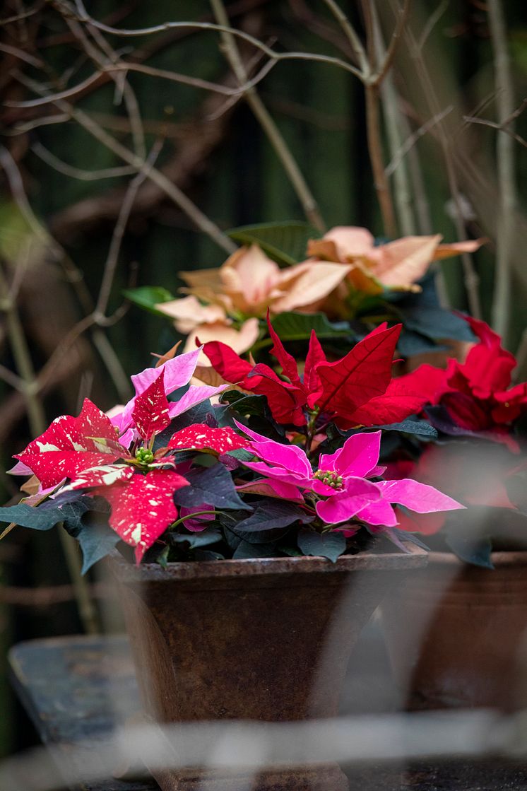 julstjärna 2021_poinsettia_04000_Autumnal_Glow_01