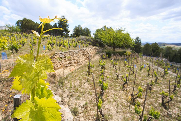 2023_Bodega_AlegreValgañon018