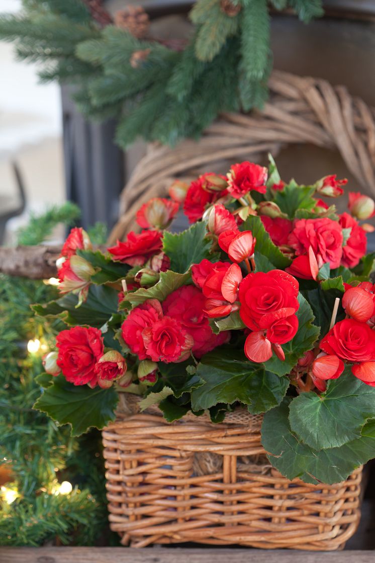 Begonia x hiemalis ’Baladin’ och ’Grace’ 