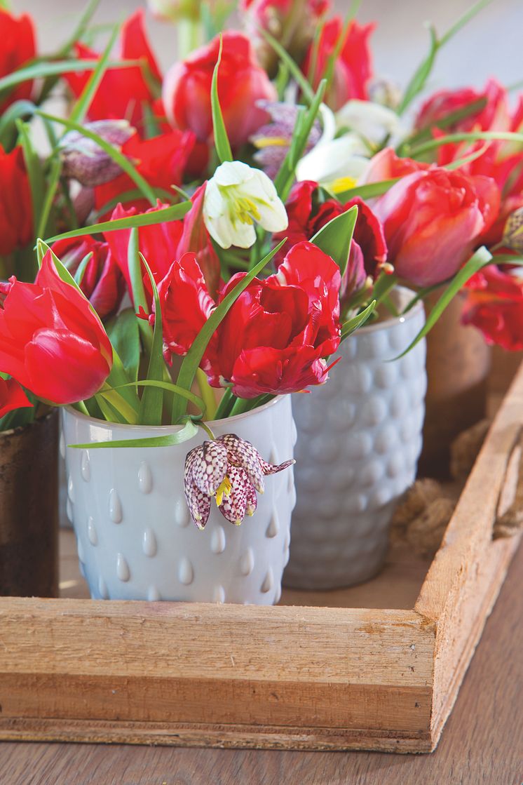  Röda tulpaner och Fritillaria meleagris i skön harmoni.
