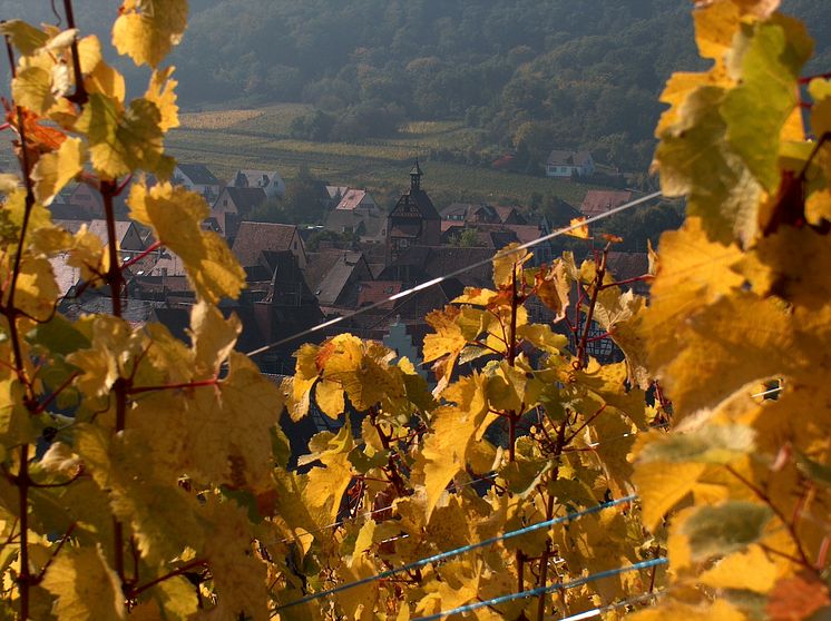 alsace harvest