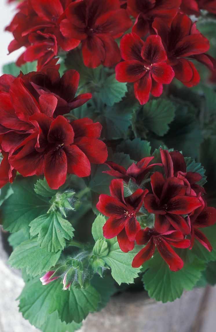 'Aristo Velvet Red'