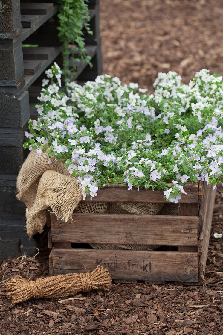 Sutera diffusus 'White' och 'Lavender'