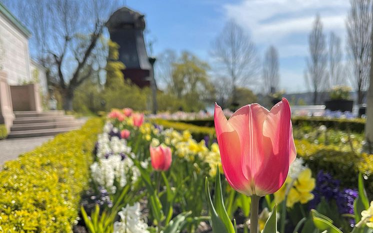 Vårblom i parken. Foto PEW