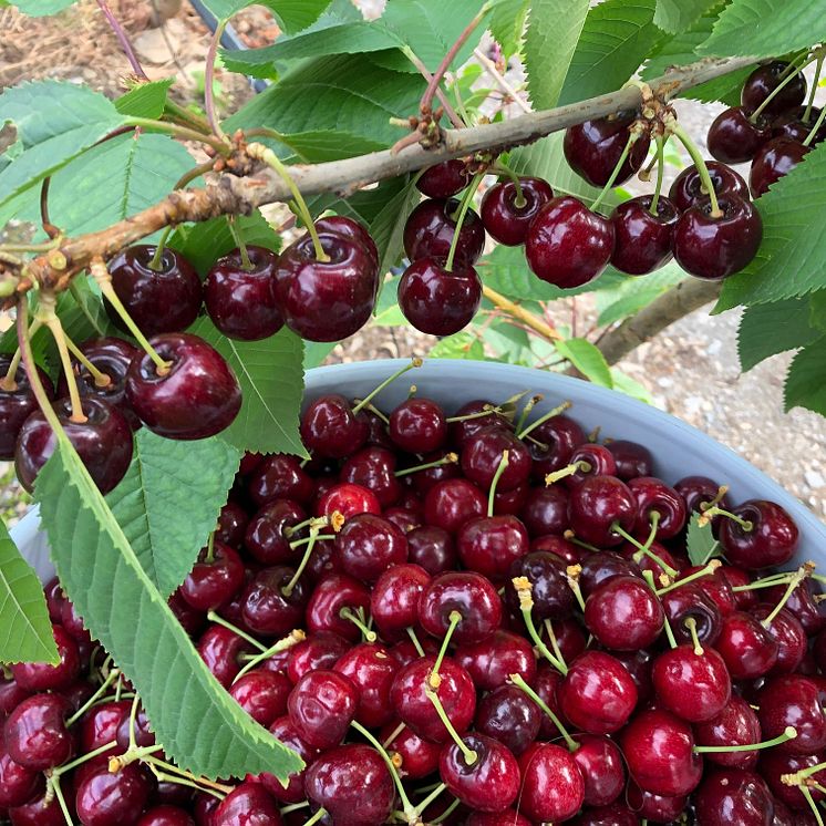 HELGØYBAKKANE FRUKTGARD (8).JPG