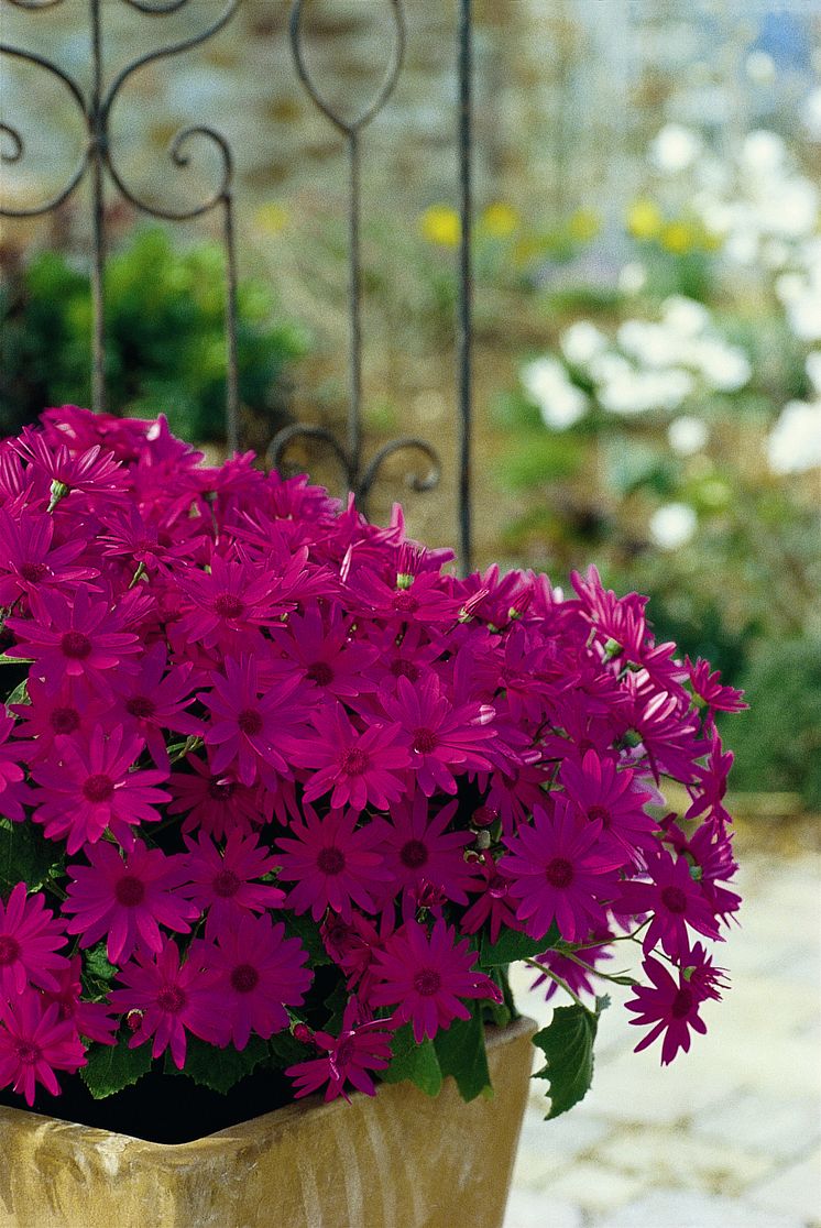 Senetti Pink