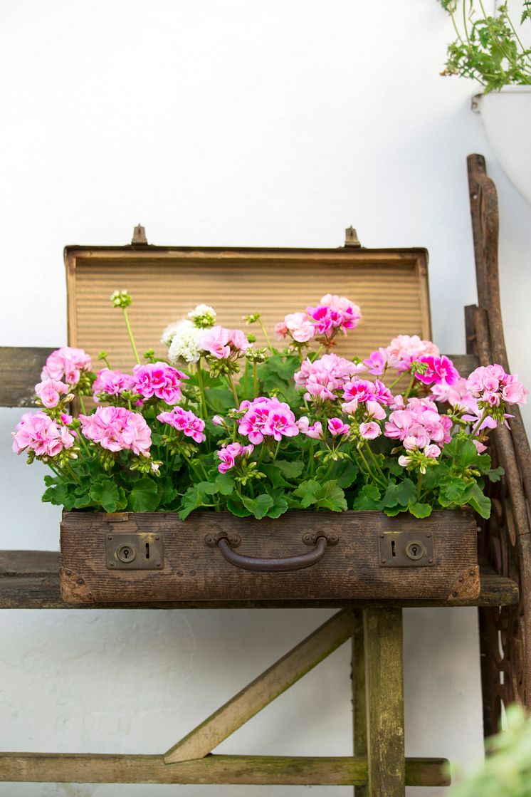 Pelargoner 2017