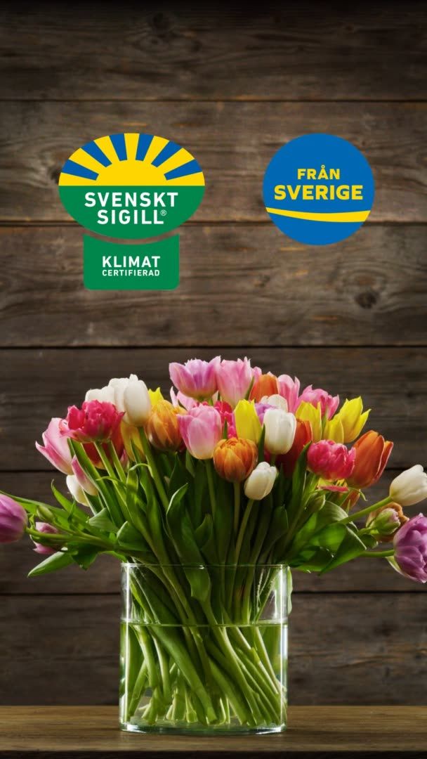 Växande tulpanbukett