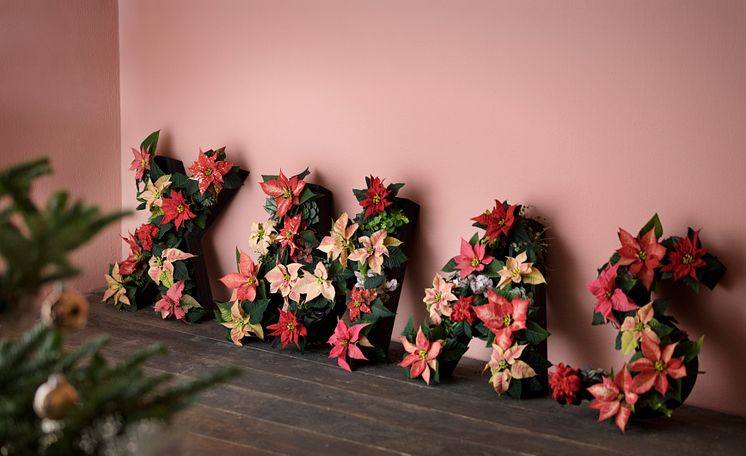 Adventsstämning med julstjärnor