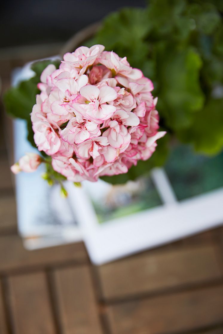 Årets Pelargon 2018 'Picotee Pink'