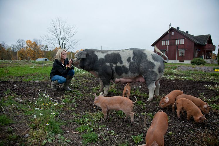 GRØSTAD-GRIS-FOTO-ERIK-RØED