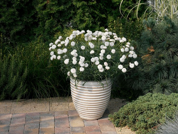 Molimba® Duplo Pearl