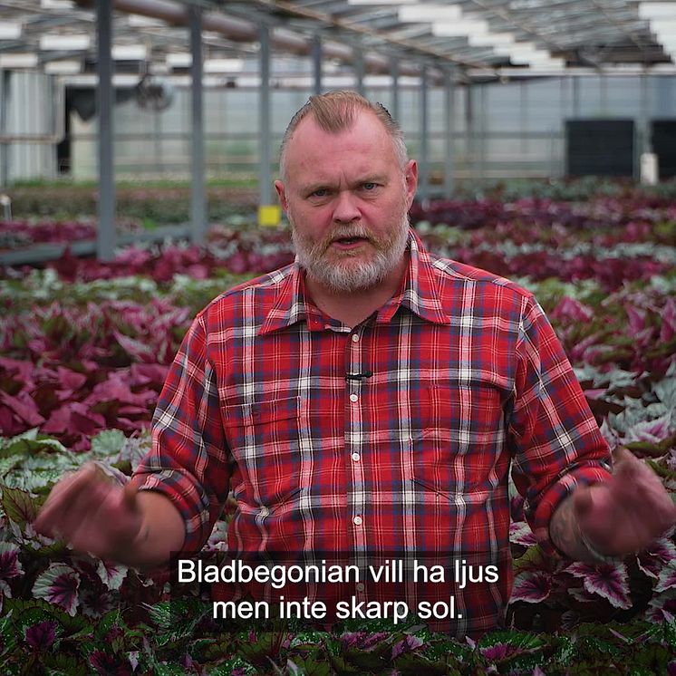 Trädgårdsmästaren_tipsar_bladbegonia_1x1