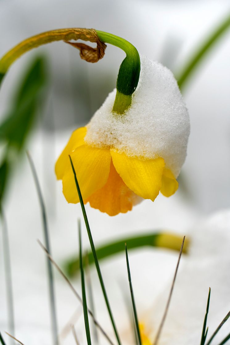 Köldtåliga narcisser