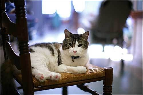 Historiska katter